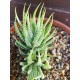 Haworthia fasciata f. variegata-variegated zebra plant ΓΛ. 8,5