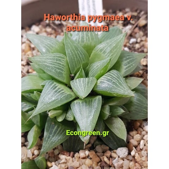 Haworthia pygmaea v. accuminata γλ. 8,5