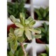 Aeonium castello -pivae variegata ΓΛ. 8,5