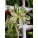 Aeonium castello -pivae variegata ΓΛ. 8,5