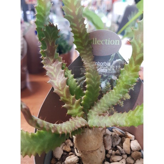 Euphorbia stellata 8,5