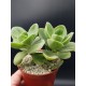 Crassula argyrophylla var. swaziensis  8,5