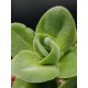 Crassula argyrophylla var. swaziensis  8,5