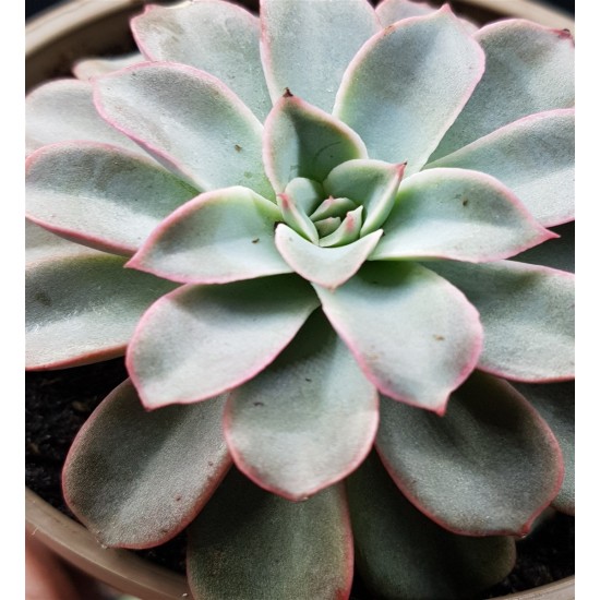 Echeveria fantastic fontane  γλ. 12 (unique -μοναδικό φυτό )