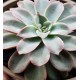 Echeveria fantastic fontane  γλ. 12 (unique -μοναδικό φυτό )