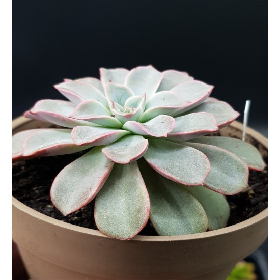 Echeveria fantastic fontane  γλ. 12 (unique -μοναδικό φυτό )