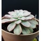 Echeveria fantastic fontane  γλ. 12 (unique -μοναδικό φυτό )