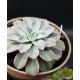 Echeveria fantastic fontane  γλ. 12 (unique -μοναδικό φυτό )