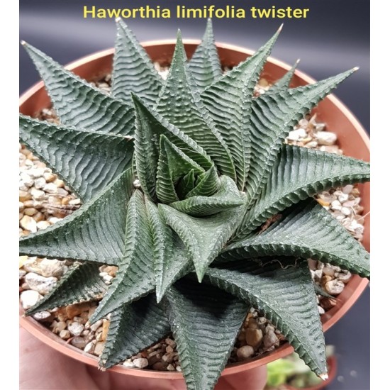 Haworthia 'limifolia' twister ΓΛ 10 