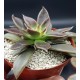 ECHEVERIA SERANA  ΓΛ. 8,5