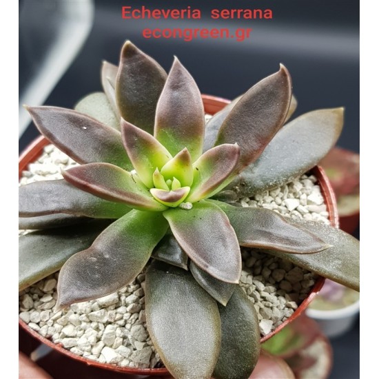 ECHEVERIA SERANA  ΓΛ. 8,5