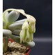 Pachyphytum oviferum White -'' moonstone ''  (ΛΕΥΚΟ )  γλ. 8,5
