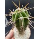 Echinopsis peruviana  ΓΛ. 8,5
