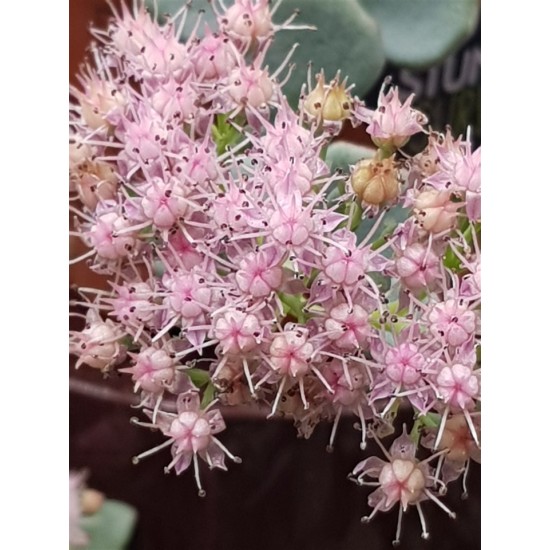 Sedum sieboldii Regel 8,5