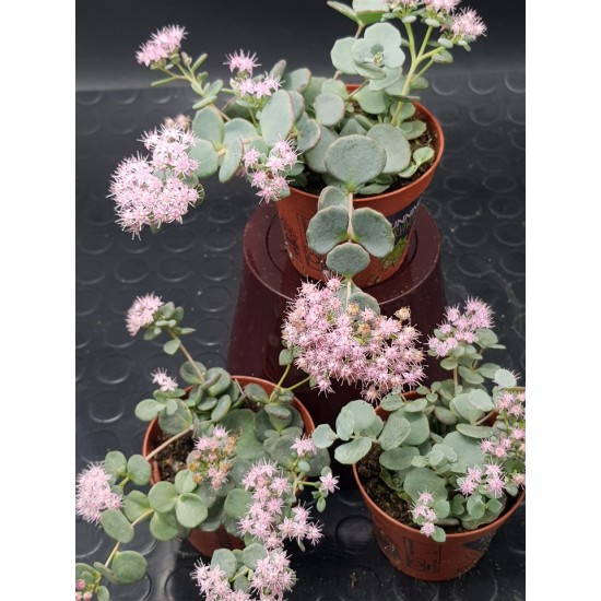 Sedum sieboldii Regel 8,5