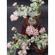 Sedum sieboldii Regel 8,5