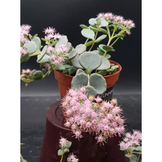 Sedum sieboldii Regel 8,5