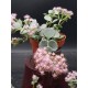 Sedum sieboldii Regel 8,5