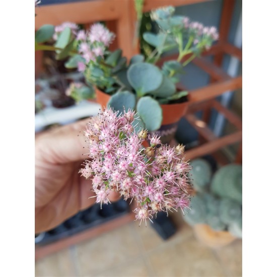 Sedum sieboldii Regel 8,5