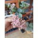 Sedum sieboldii Regel 8,5