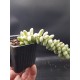 Sedum morganianum Burrito - Burro's Tail γλ.5.5